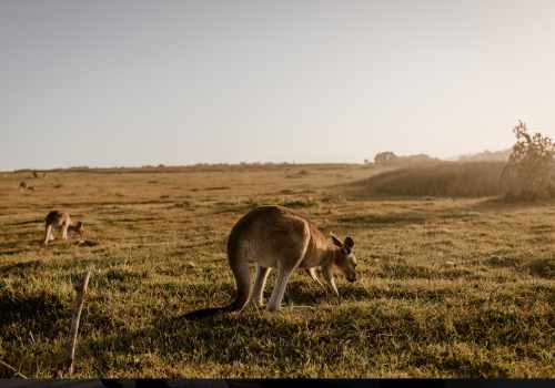 Hunter Valley Chauffeur Service